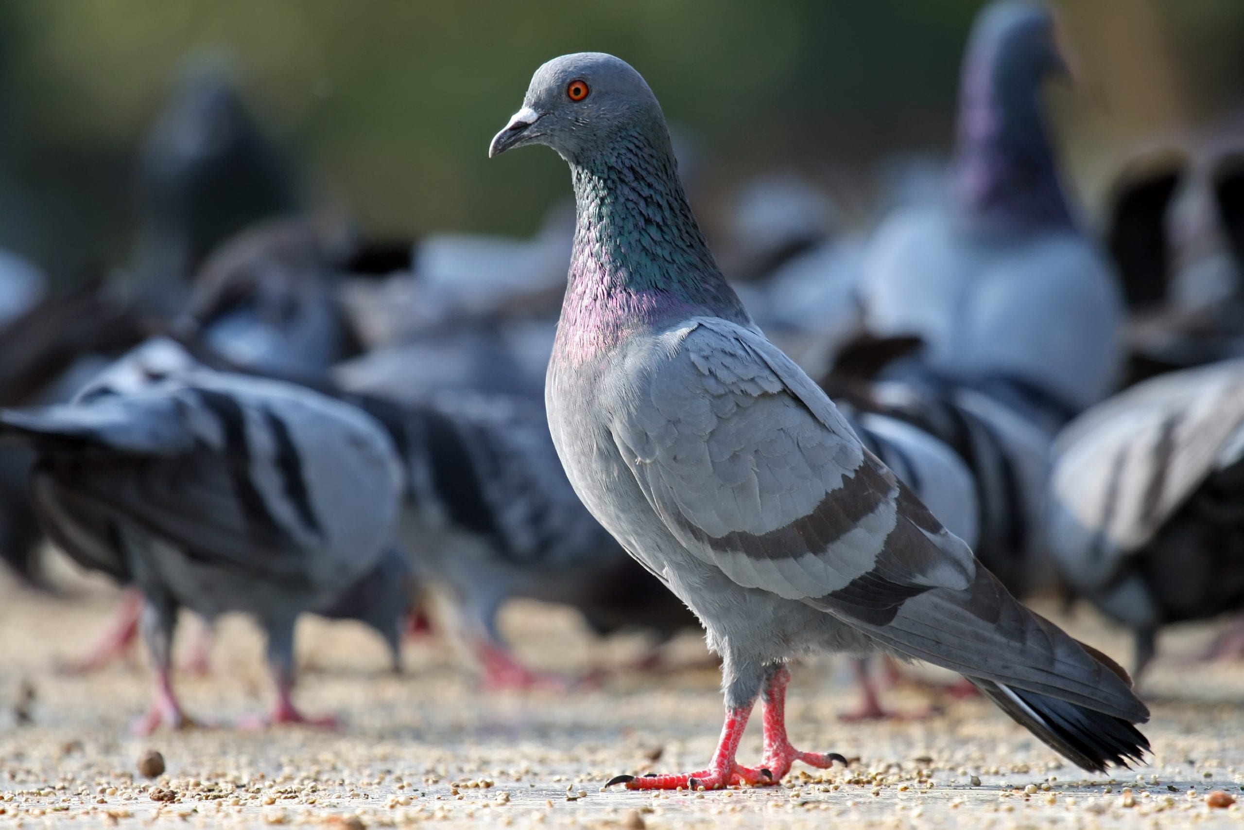 The Origin Of Rock Pigeons