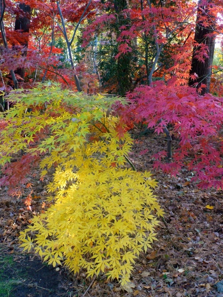 The Gardener’s Delight: Japanese maples – great fall colors for shady