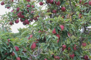 Apple trees do well in Long Island’s soil, even down to a pH of 5.0. Photo by Ellen Barcel