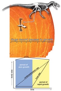 A diagram represents the growth rings in dinosaur bones. Image from Michael D’Emic and Scott Hartman