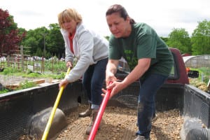 Former Brookhaven Town Councilwoman Kathy Walsh and farm Director Ann Pellegrino put their backs into it at Hobbs Farm. File photo