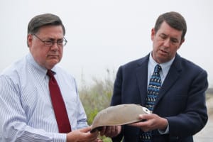 A horseshoe crab no more than 4 years old is the center of attention at a press conference on Tuesday. Brookhaven Supervisor Ed Romaine is calling on the state to ban the harvesting of the crabs within 500 feet of town property. Photo by Erika Karp