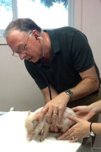Huntington Animal Hospital's Dr. Jeff Kramer is hard at work doing what he does best — helping animals. Photo from Kramer