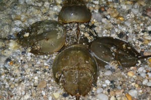 North Shore activists take to the waters to learn more about the area horseshoe crabs. Photo by Alex Petroski
