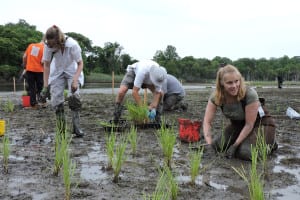 Volunteers take to Sunken Meadow State Park on Sunday to plant seeds for the future. Photo from Sarah Ganong