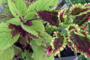 Coleus are grown for their brightly colored and beautifully patterned leaves. To keep them growing, don’t let them go to seed. Photo by Ellen Barcel