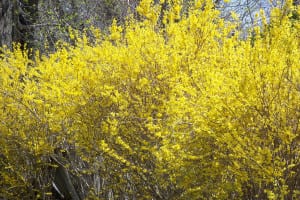 Forsythia bloom in early spring — don’t prune them in autumn or you will have cut off the flowers. Photo by Ellen Barcel