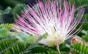 The flower of the mimosa tree. Stock photo