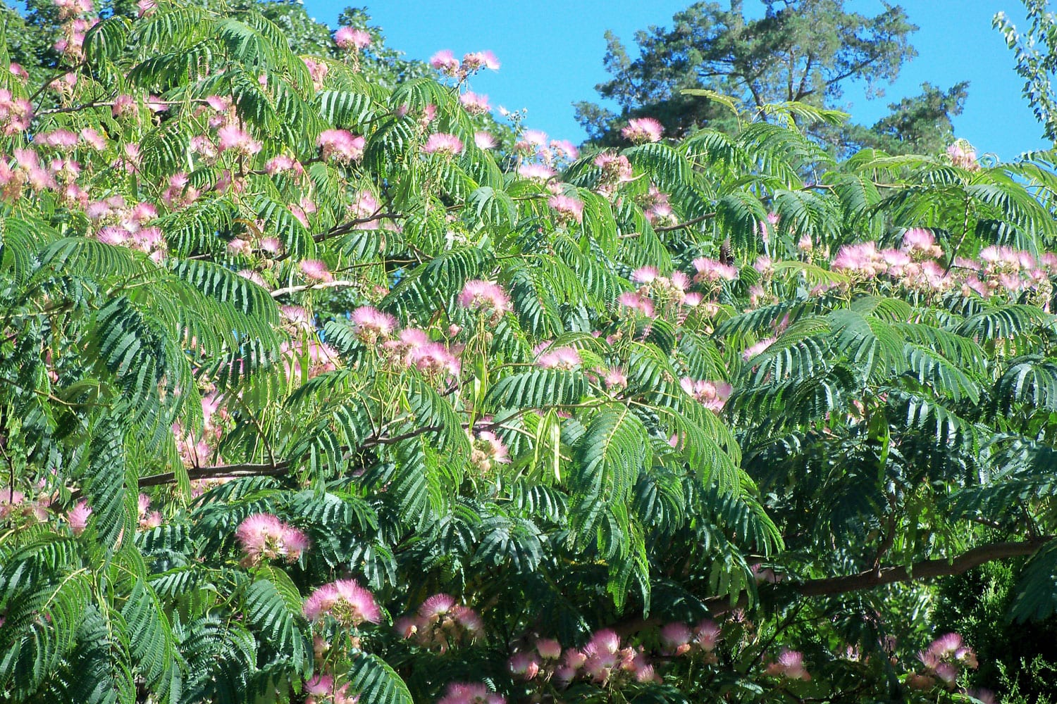 The Sweet Mimosa Tree Tbr News Media