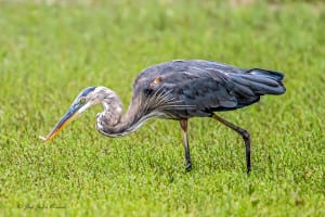 A Great Blue Heron at West Meadow Beach in Stony Brook. Photo by Jay Gammill