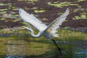 A great egret at Nissequogue River State Park in Kings Park. Photo by Jay Gammill