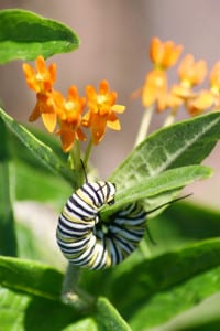 Monarch butterfly caterpillar. Stock photo