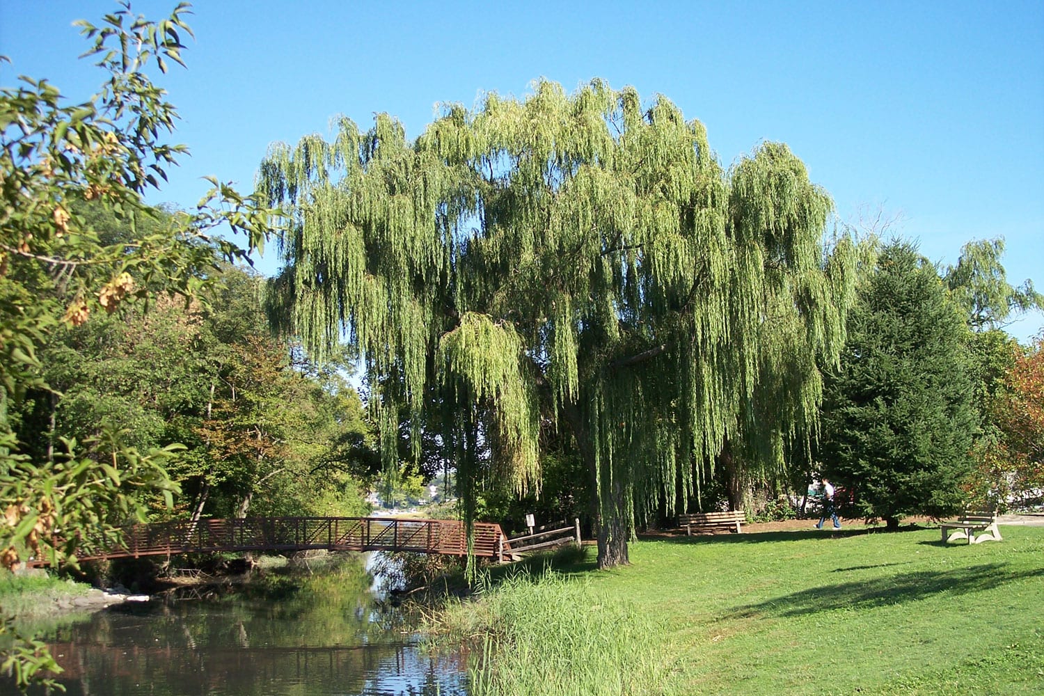 Weeping Willow w