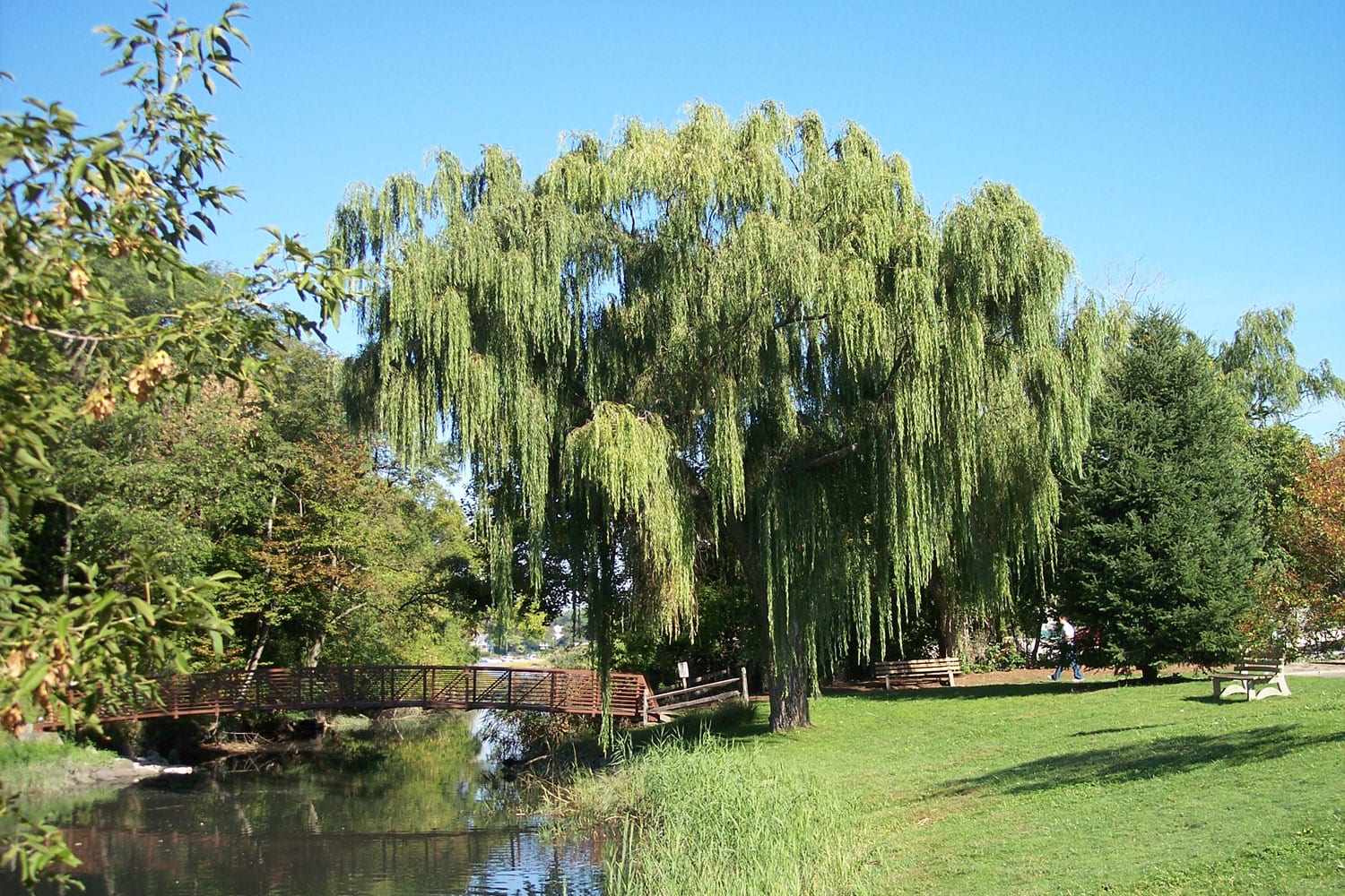 Why does the willow tree weep?