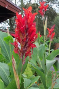 Large canna leaves are topped with beautiful bright red flowers. Photo by Ellen Barcel