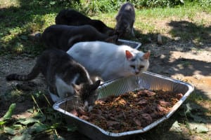 Cats eat at a house in Port Jefferson after Save-A-Pet volunteers put out food. Photo by Elana Glowatz