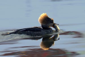 ‘Fishing Duck,’ a female hooded merganser at the Wading River Duck Pond. Photo by Jerry McGrath