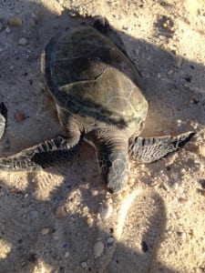 An immobile sea turtle discovered at West Meadow Beach is being nursed back to health. Photo from Molly Hastings