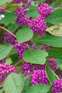 Beautyberry produces berries in the summer, but the berries stay on the plant even when leaves have fallen and winter snows fall. Photo by Ellen Barcel