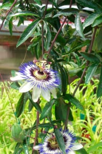 Passionflower vines produce fruit late in the growing season. Photo by Ellen Barcel