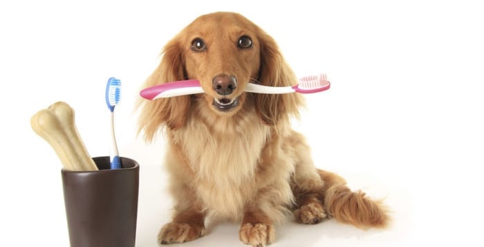 margot dog toothbrush