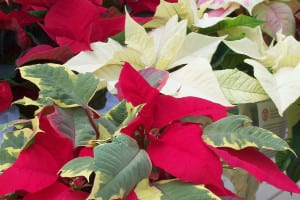 Poinsettias can be toxic to children and pets, so place them out of reach during the Christmas holidays. Photo by Ellen Barcel