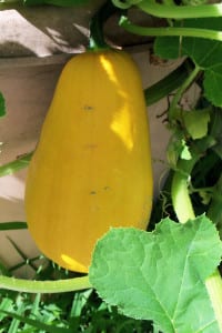 Squash plants do well in a planter in full sun. Photo by Ellen Barcel