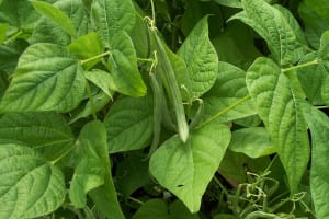 String beans do well in a planter in full sun. Photo by Ellen Barcel