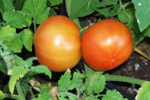 Full-sized tomato plants can be grown in a large tub or specially designed planter while grape or cherry tomatoes can be grown in hanging baskets. Photo by Ellen Barcel