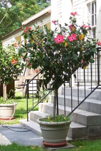 Tree hibiscus do well in a planter in full sun. Photo by Ellen Barcel