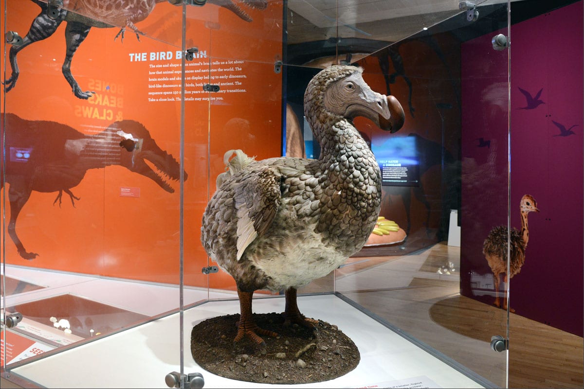 Am I Extinct, Or What? (Dodo Bird Portrait) Ceramic Tile