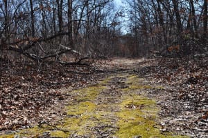 The Gentlemen’s Driving Park is currently overgrown and hidden, but will soon be restored. Photo by Elana Glowatz