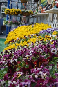 Pansies in a variety of colors (Bloomin Haus). Photo by Heidi Sutton