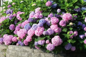 Feed and water your hydrangeas well to get a beautiful array of flowers. Photo by Ellen Barcel