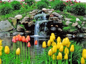 ‘Water for Tulips,’ last year's third-place winner by Frank O’Brien of Huntington Station