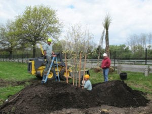 Bob Koch and two workers plant a dogwood and other trees along the Avenue of America. Photo from Fred Drewes 