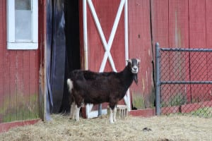 A goat steps out of it’s living quarters at the Lewis Oliver Farm. Photo by Giselle Barkley