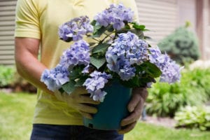 Once the weather is warm enough, plant your gift plants outside. Stock photo