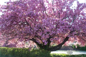 A Kwanzan cherry tree. Photo by Ellen Barcel
