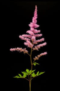 Lawrence Chatterton’s photograph, ‘Astilbe Chinensis’ will be on display at fotofoto’s latest exhibit.