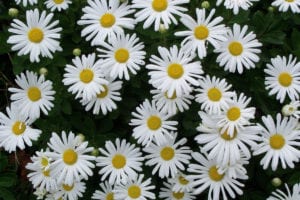 Montauk daisies put on quite a show in the evening. Photo by Ellen Barcel