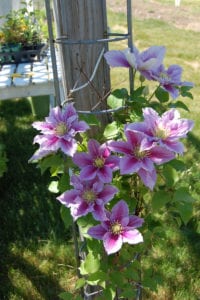 Clematis can be a good addition to the garden. File photo