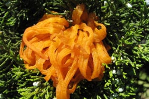 Orange ‘tentacles’ emerge from the cedar apple rust fungus. Photo courtesy of the Missouri Botanical Garden 