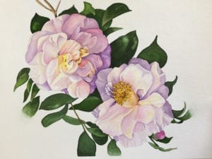 ‘Camellia,’ Watercolor, by Lynn Kinsella of Brookhaven