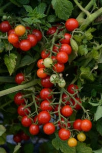 Tomatoes are heavy feeders so apply fertilizer. Photo from All-America Selections