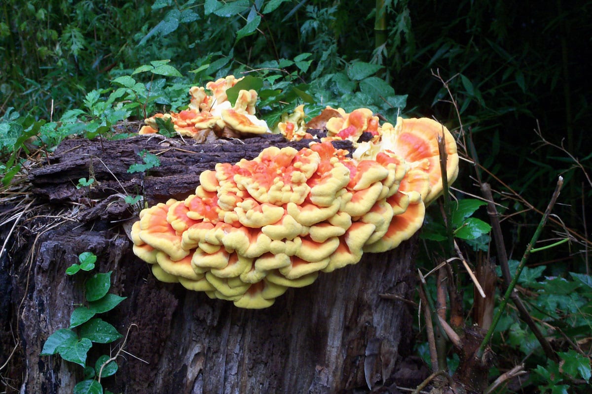 mushroom-hunt-pictures-some-yellow-fungus