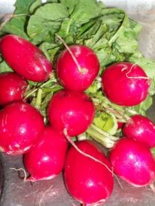 Radishes mature in under a month. Photo by Ellen Barcel