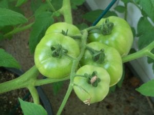 Green tomatoes, if large enough in autumn come frost, may ripen in the house. Photo by Ellen Barcel