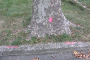 Trees on Mosshill Place are marked for removal. Photo by Donna Newman