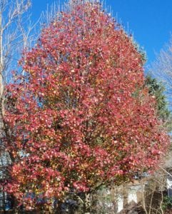 The Bradford Pear is a beautiful tree with burgundy leaves in autumn but has a habit of splitting as a mature tree. Photo by Ellen Barcel